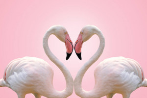 What Type of Love Do You Need and Express Based on Your Birth Chart?